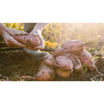 Fresh Sweet Potato 